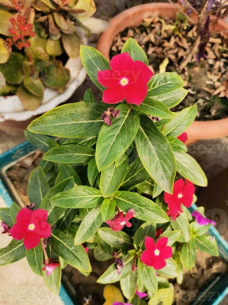 Home gardening, Nayantara flower with red color photo