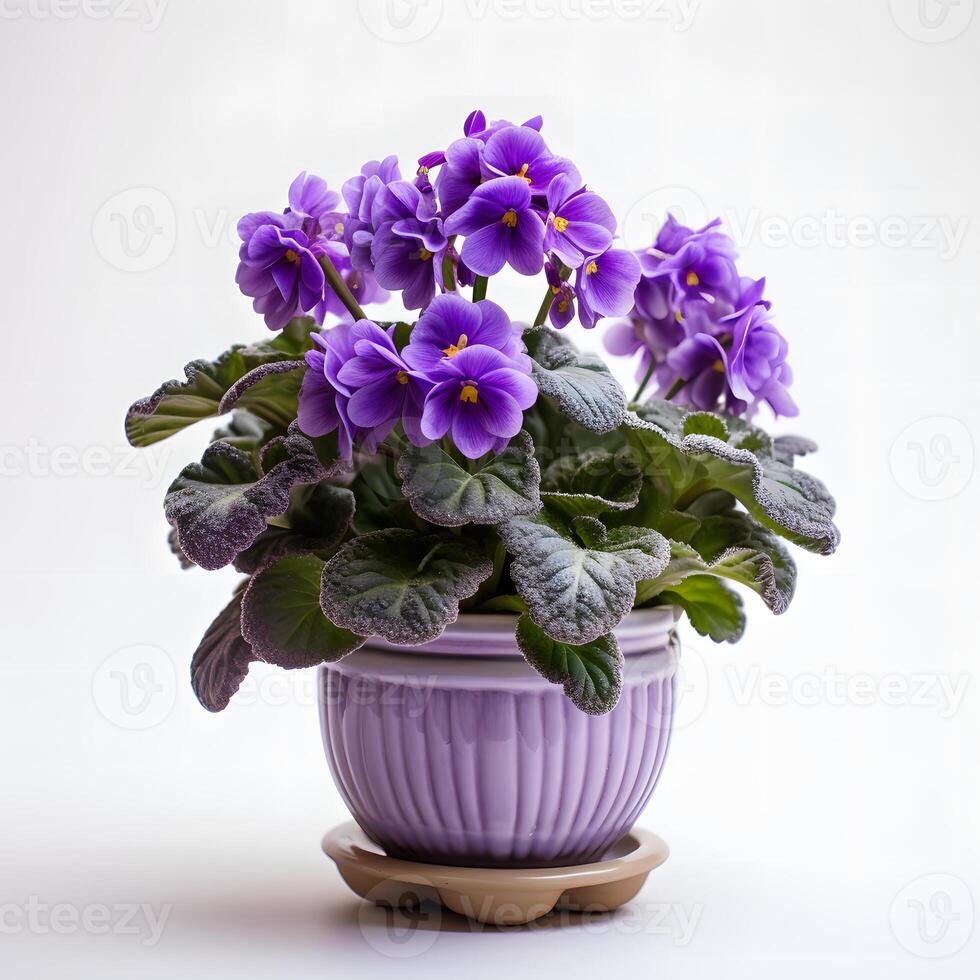 african violets in pots AI Generative photo