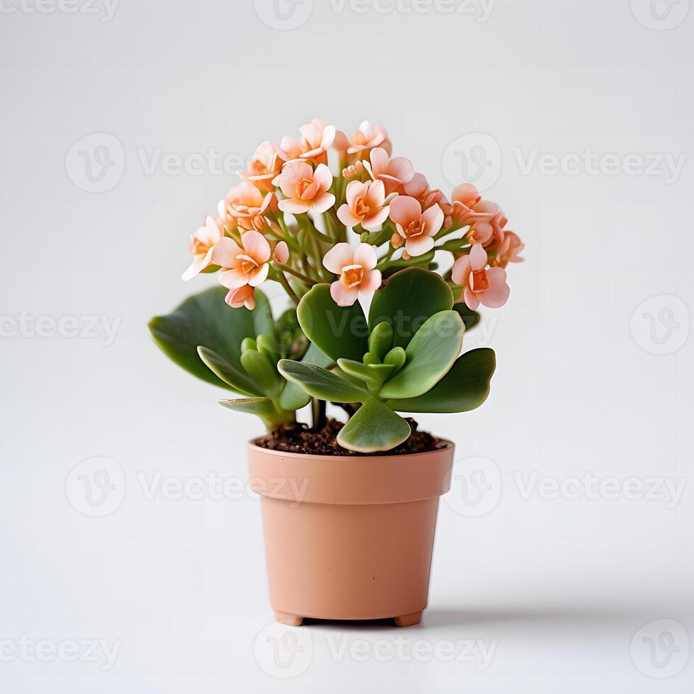 kalanchoe planta en maceta ai generativo foto