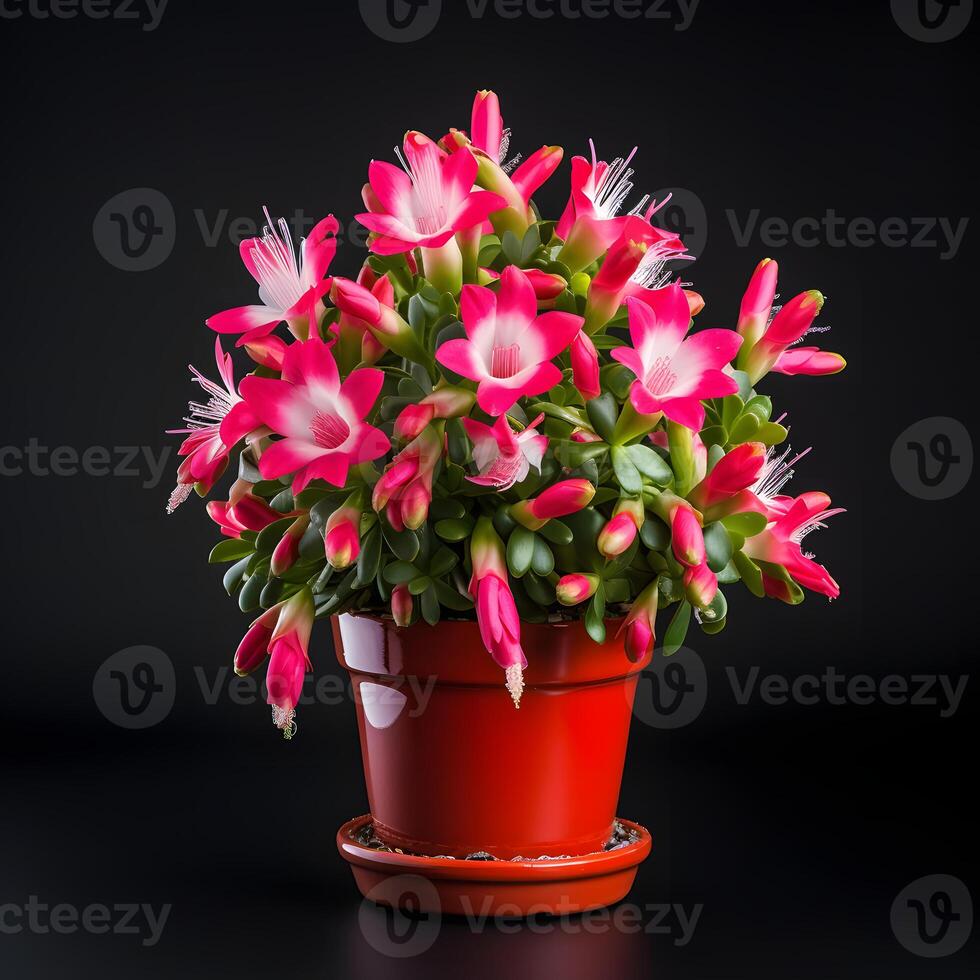 christmas cactus in pots ai generative photo