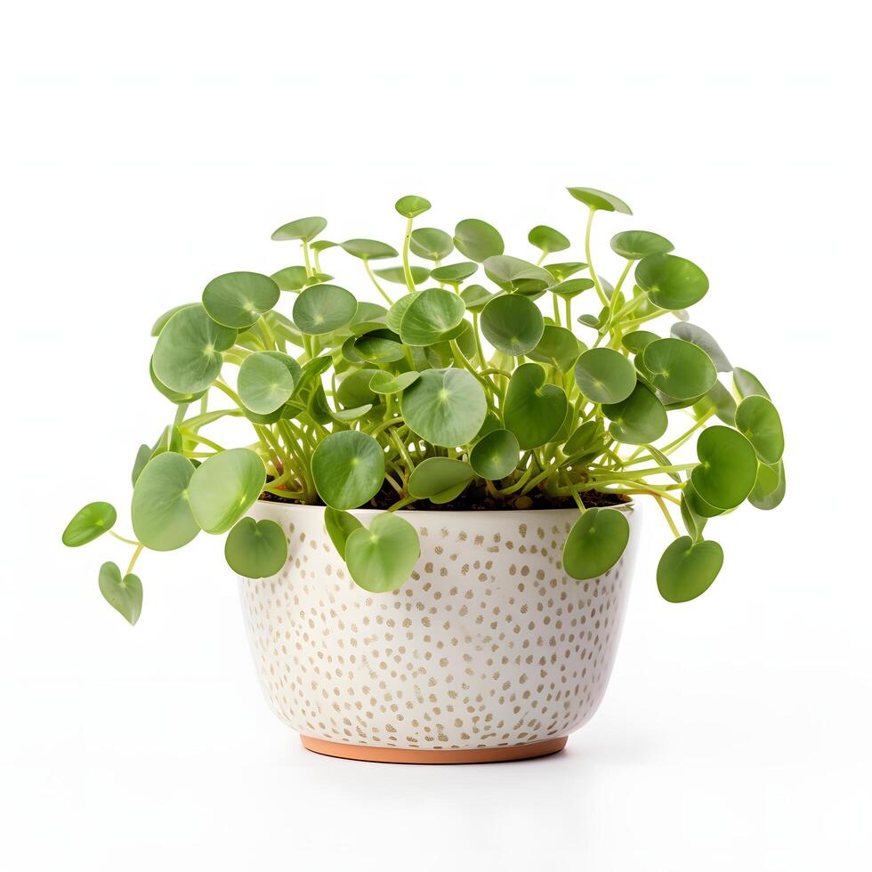 pilea peperomioides in pot ai generative photo