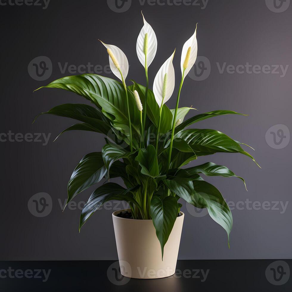 peace lily in a pot AI Generative Image photo