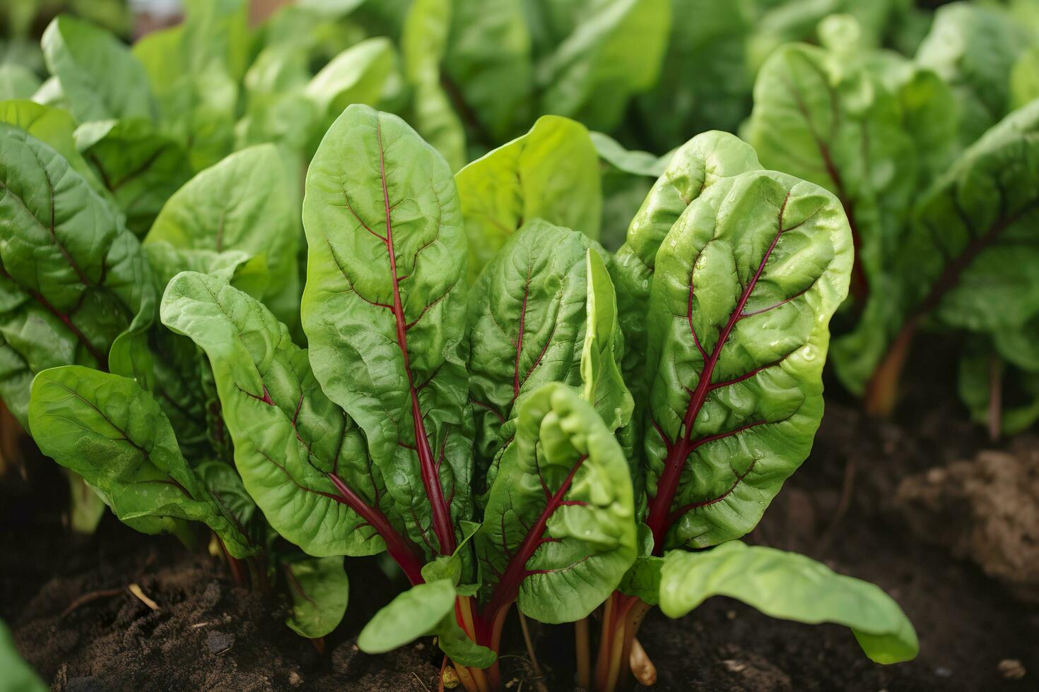 Chard growing in an urban garden. Garden beet and salad leaves close up. Generative AI photo