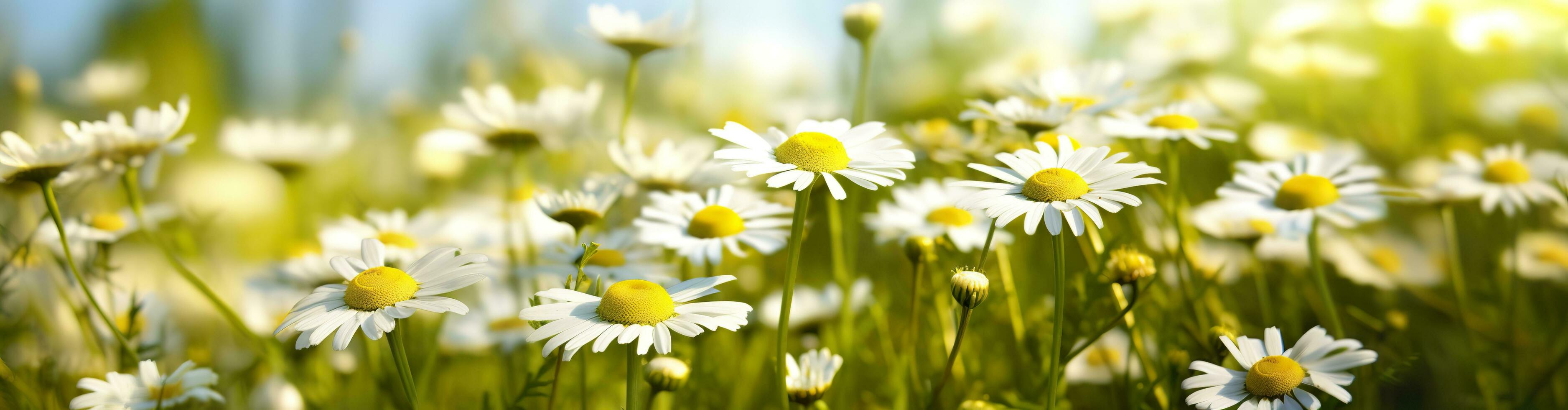Chamomile flower for a banner. Generative AI photo