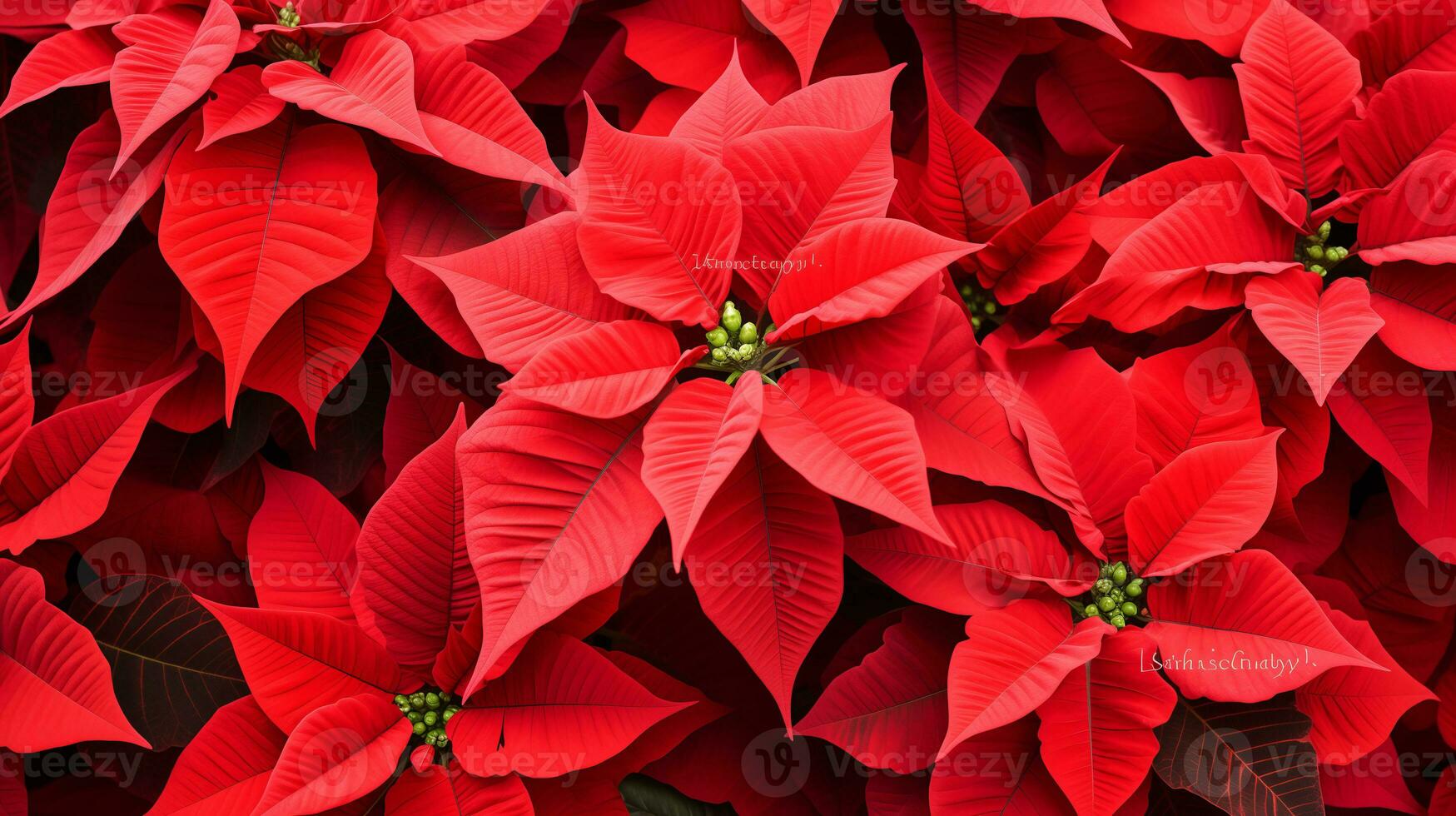 Red poinsettia Christmas background. Ai Generated. photo