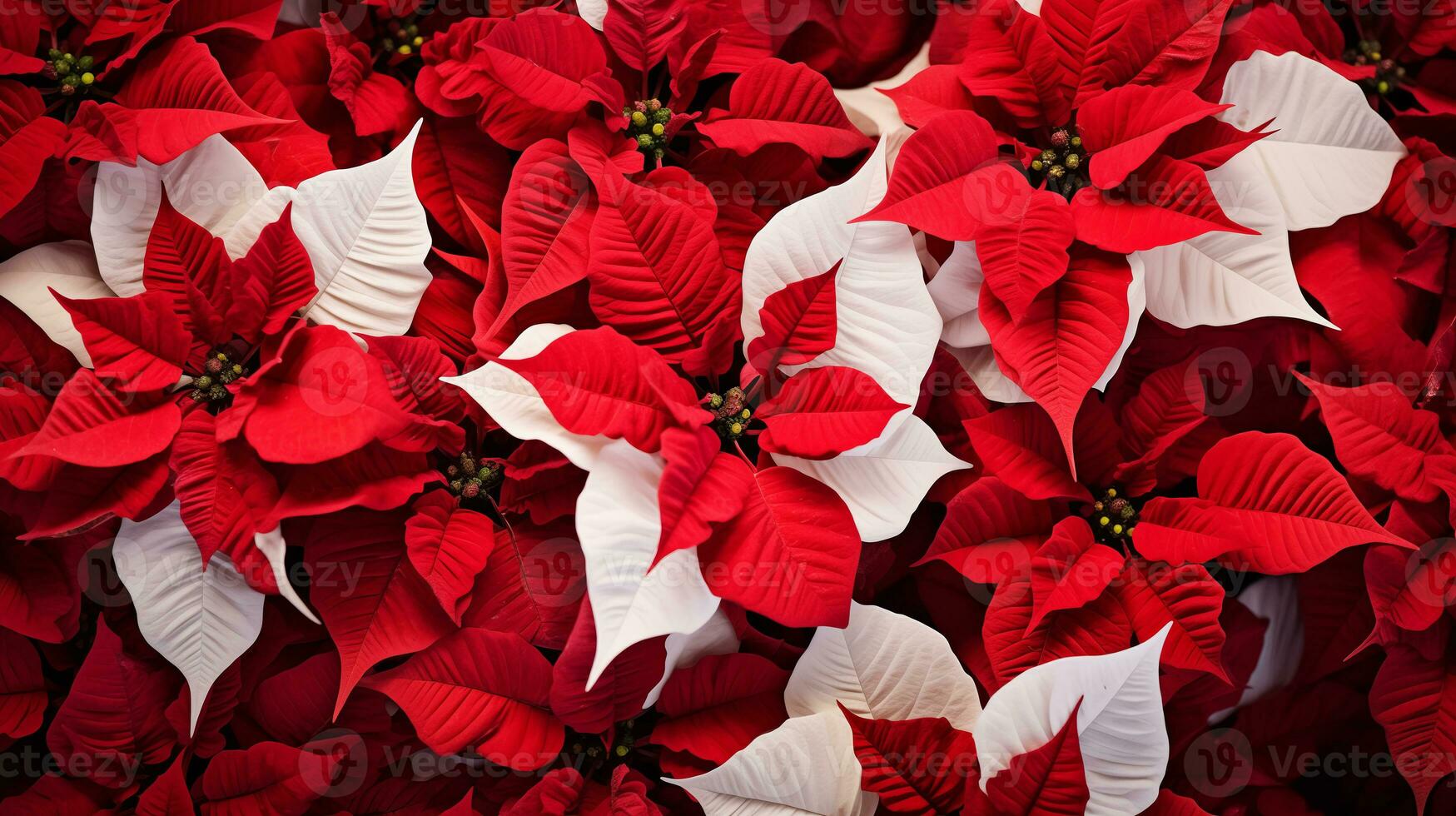 Red poinsettia Christmas background. Ai Generated. photo