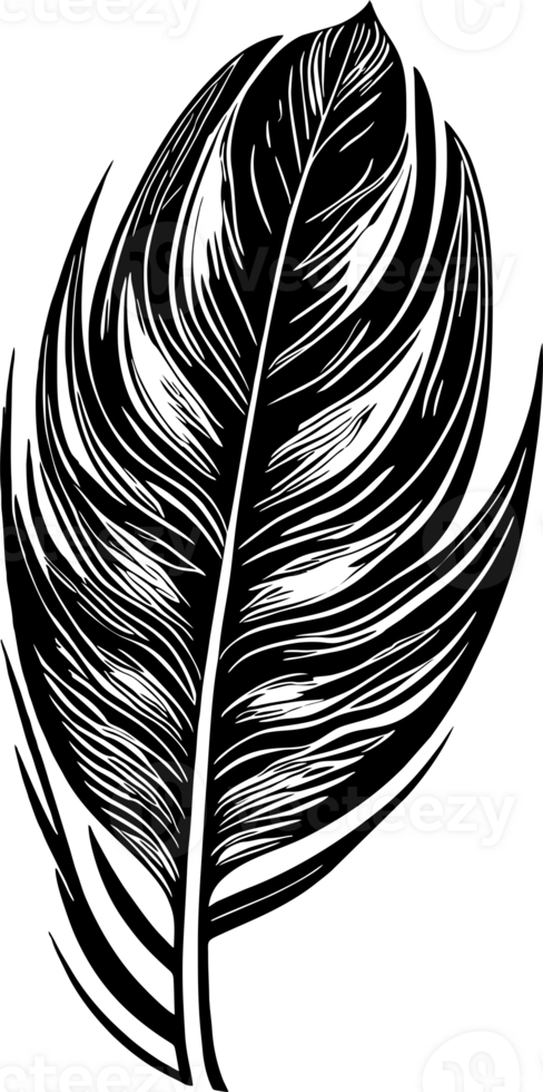 black graphic drawing of a bird feather without background, isolated element, decor png