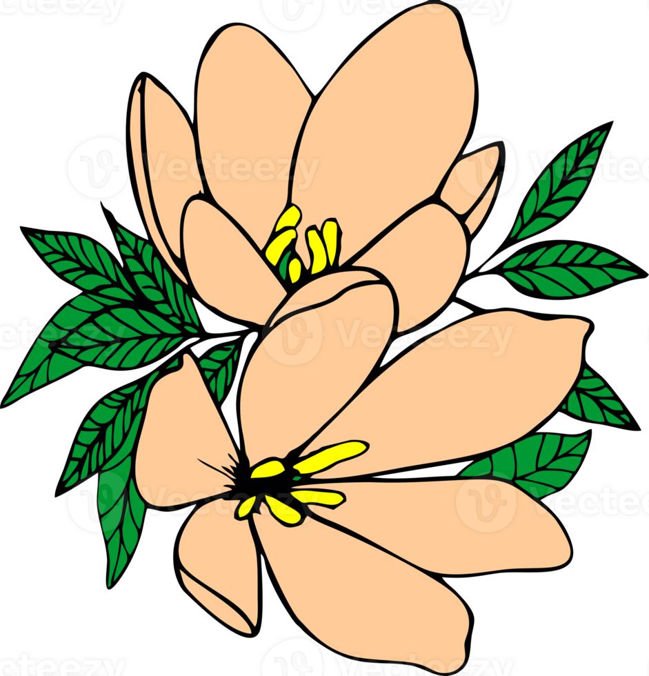two pink magnolia flowers with leaves without background, isolated element, decor png