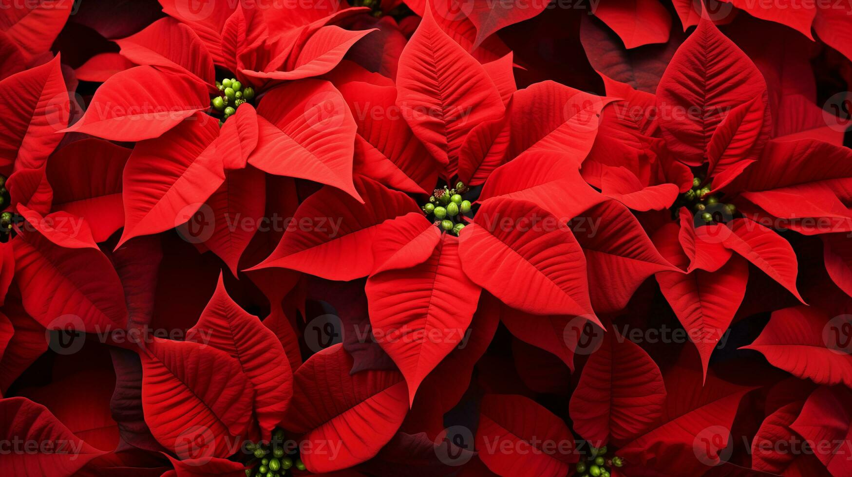 Red poinsettia Christmas background. Ai Generated. photo