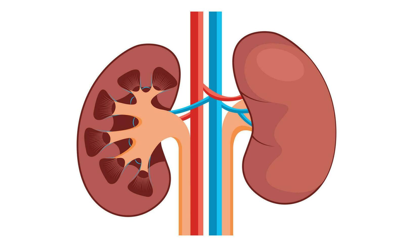 Kidney Cell Vector Design, 100 vector illustration design.