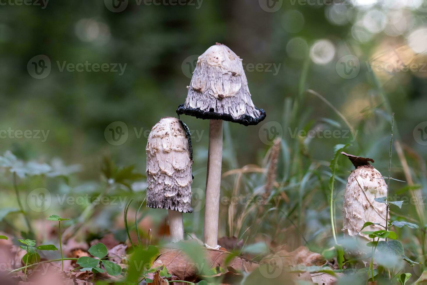 coprinus comatus stands on a meadow between autumnal foliage photo