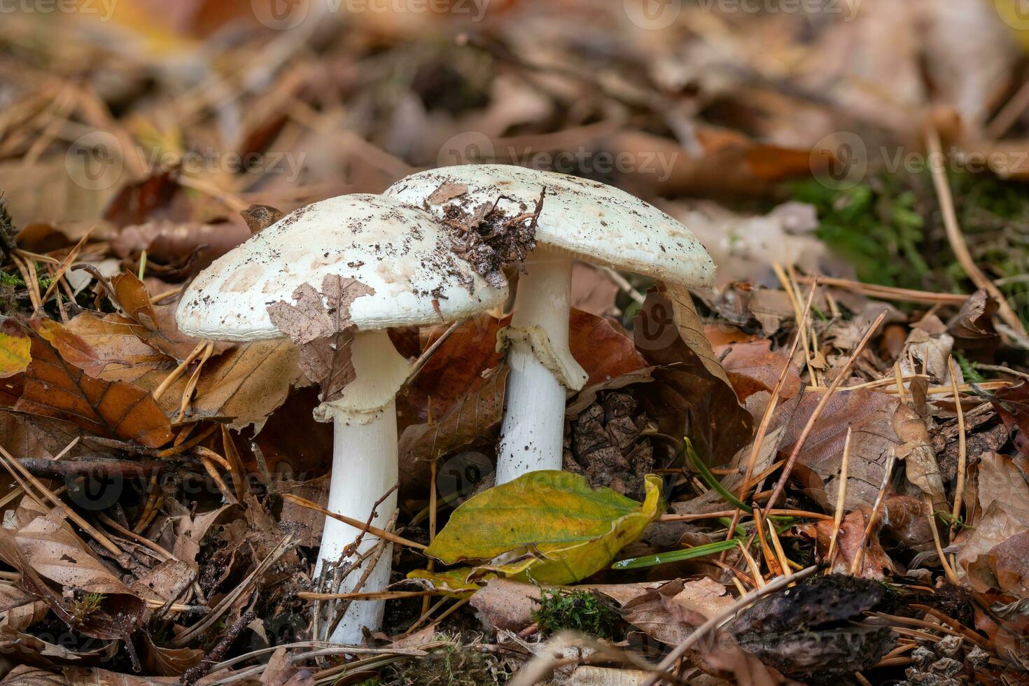Two death cap mushroom on the forest floor with autumnal foliage photo