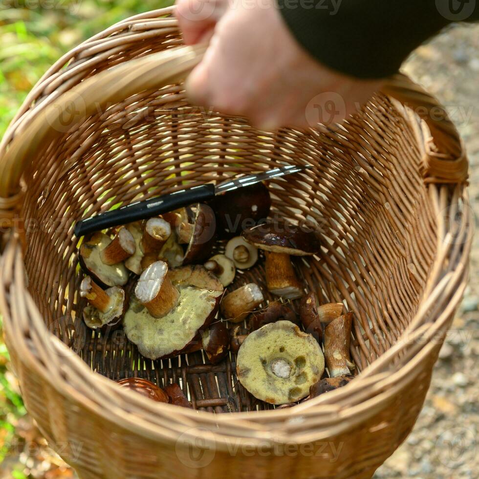 Man holding willow basket with flap mushrooms in photo