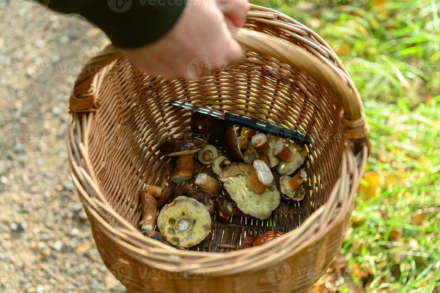Man holding willow basket with flap mushrooms in photo