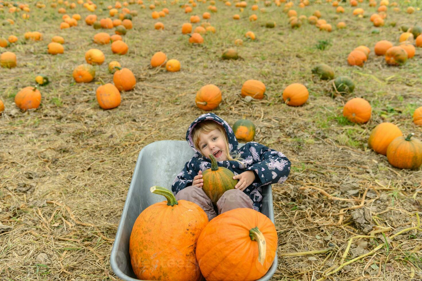 linda pequeño niña acostado en carretilla con grande calabazas foto