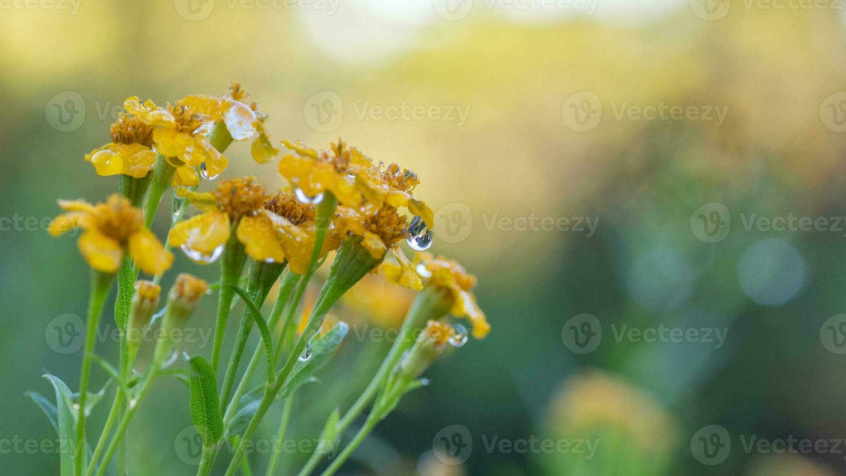 Vibrant, dew covered yellow flowers blooming on a summer morning. photo
