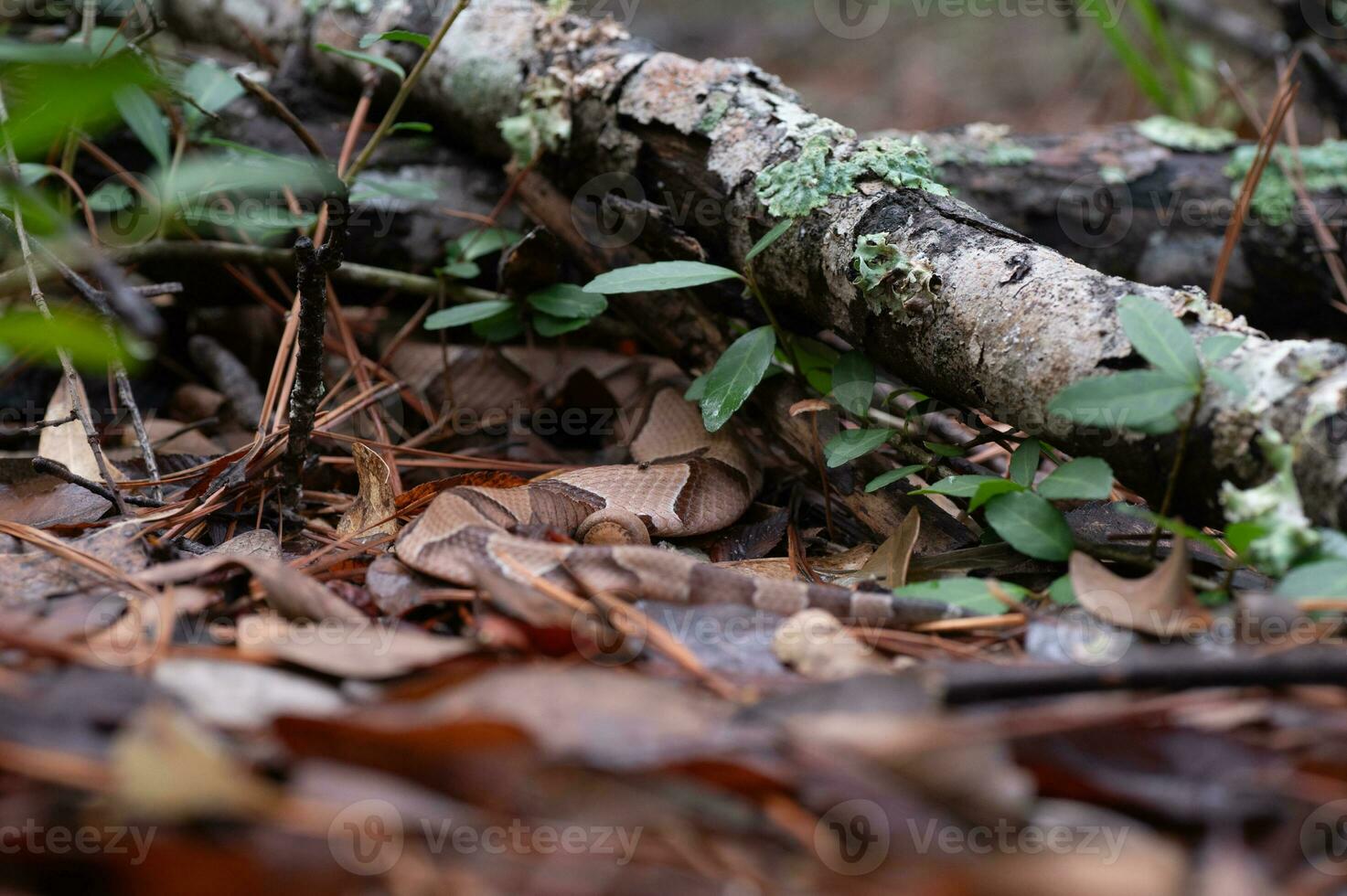 un serpiente con hermosa rojizo marrón bandas confía en camuflaje a esconder eso desde vista. foto