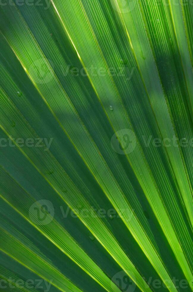 hermosa verde ventilador conformado textura de un palmito. foto