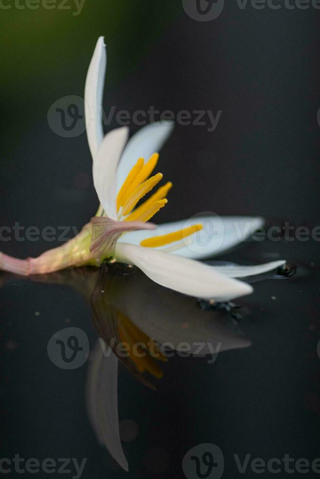 Closeup of a rain lily flower with white petals and bright yellow stamens. photo