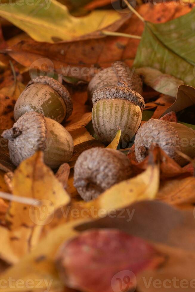Acorns that have fallen from the tree onto fall colored leaves. photo