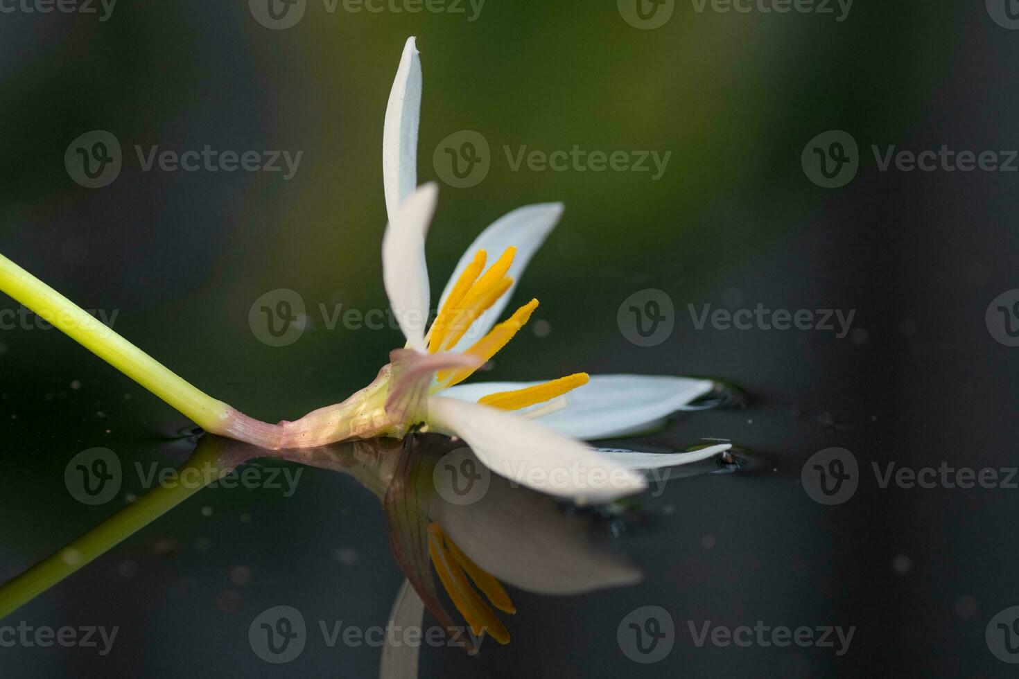 horizontal imagen de un blanco lluvia lirio floración reflejado en el estanque. foto