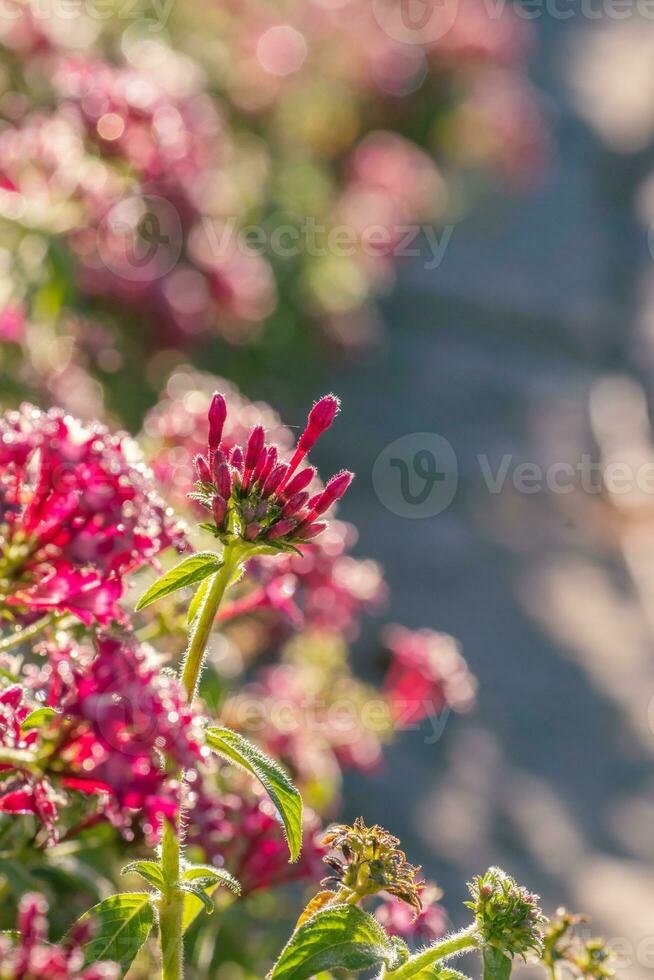 vibrante brotes de un penta planta retroiluminado por el Mañana Dom. foto