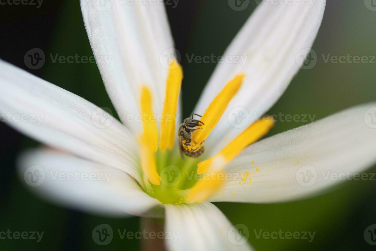 A tiny bee visiting the flower of a rain lily. photo