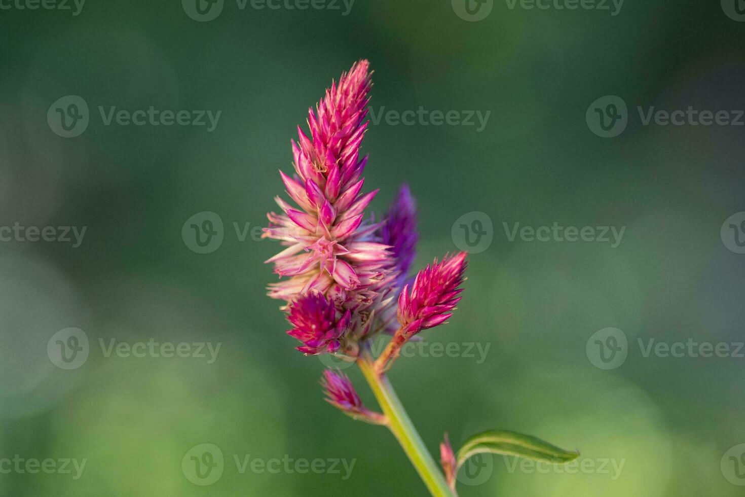 Multiple pink flowers on a stem of the Plumed cockscomb plant. photo