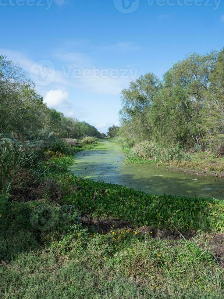 Vertical view of an algae covered water channel that recedes into the distance on an autumn day in Texas. photo