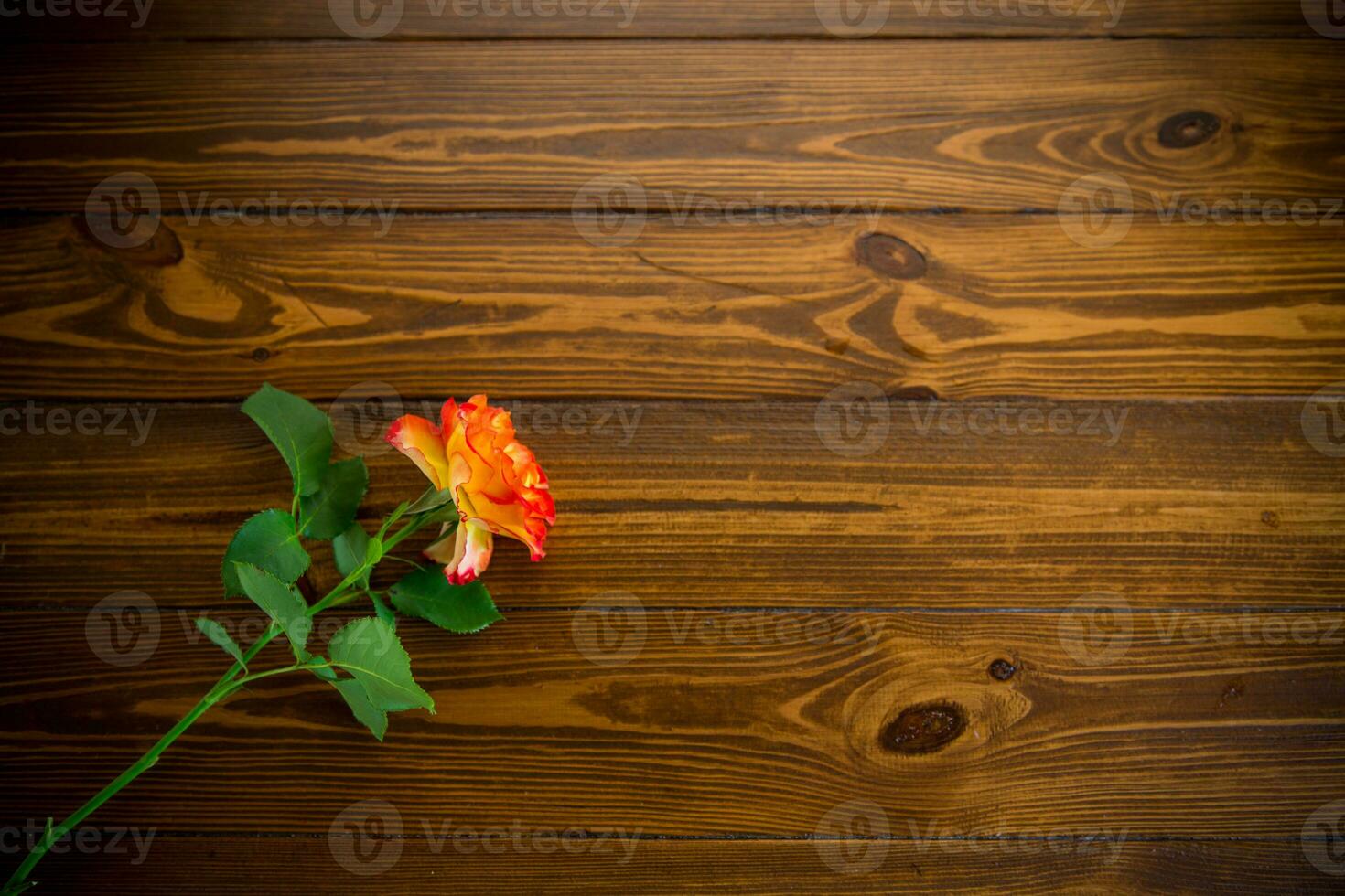 uno rojo hermosa floreciente Rosa en un de madera mesa foto