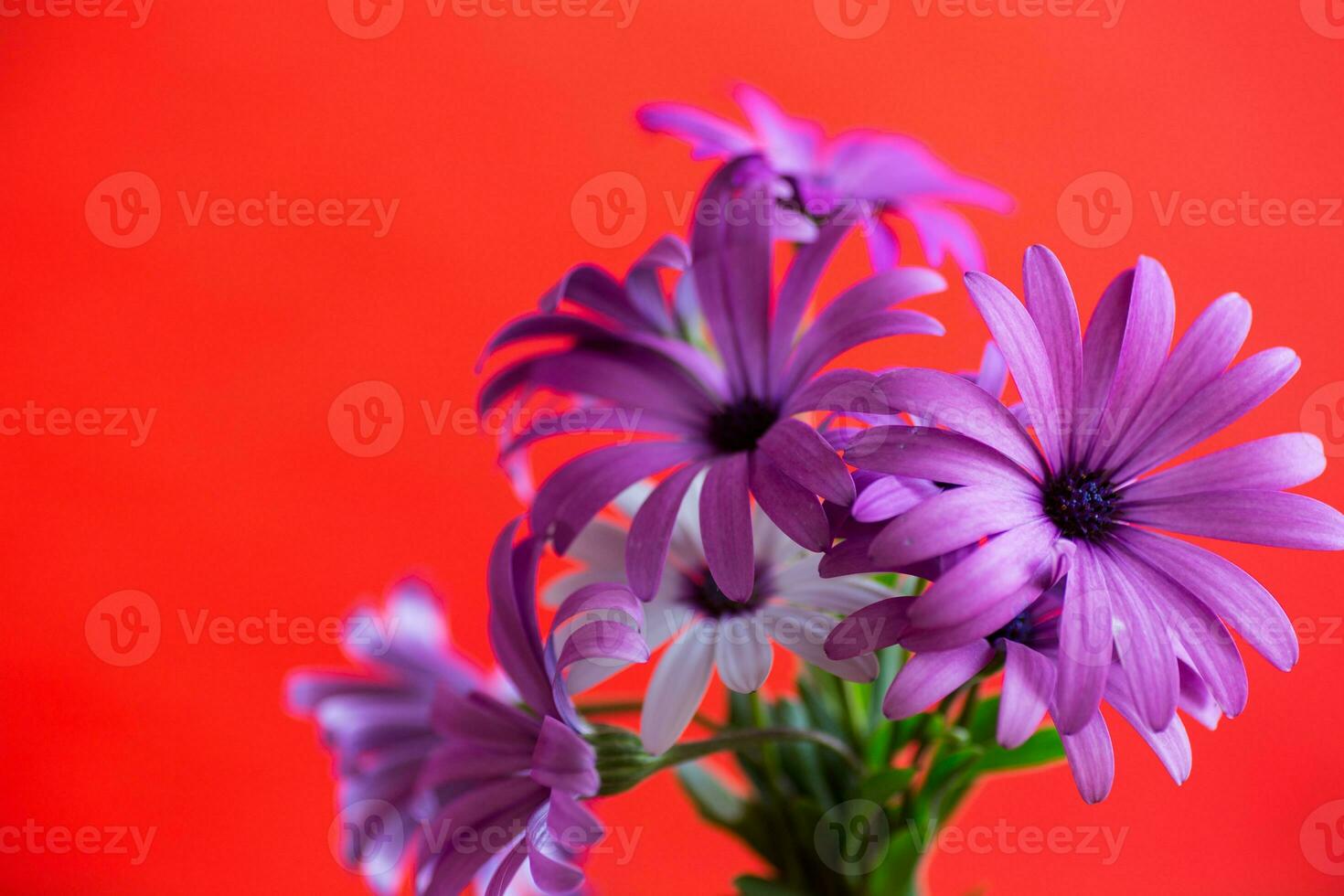 Beautiful white and purple Osteospermum flowers on red background photo