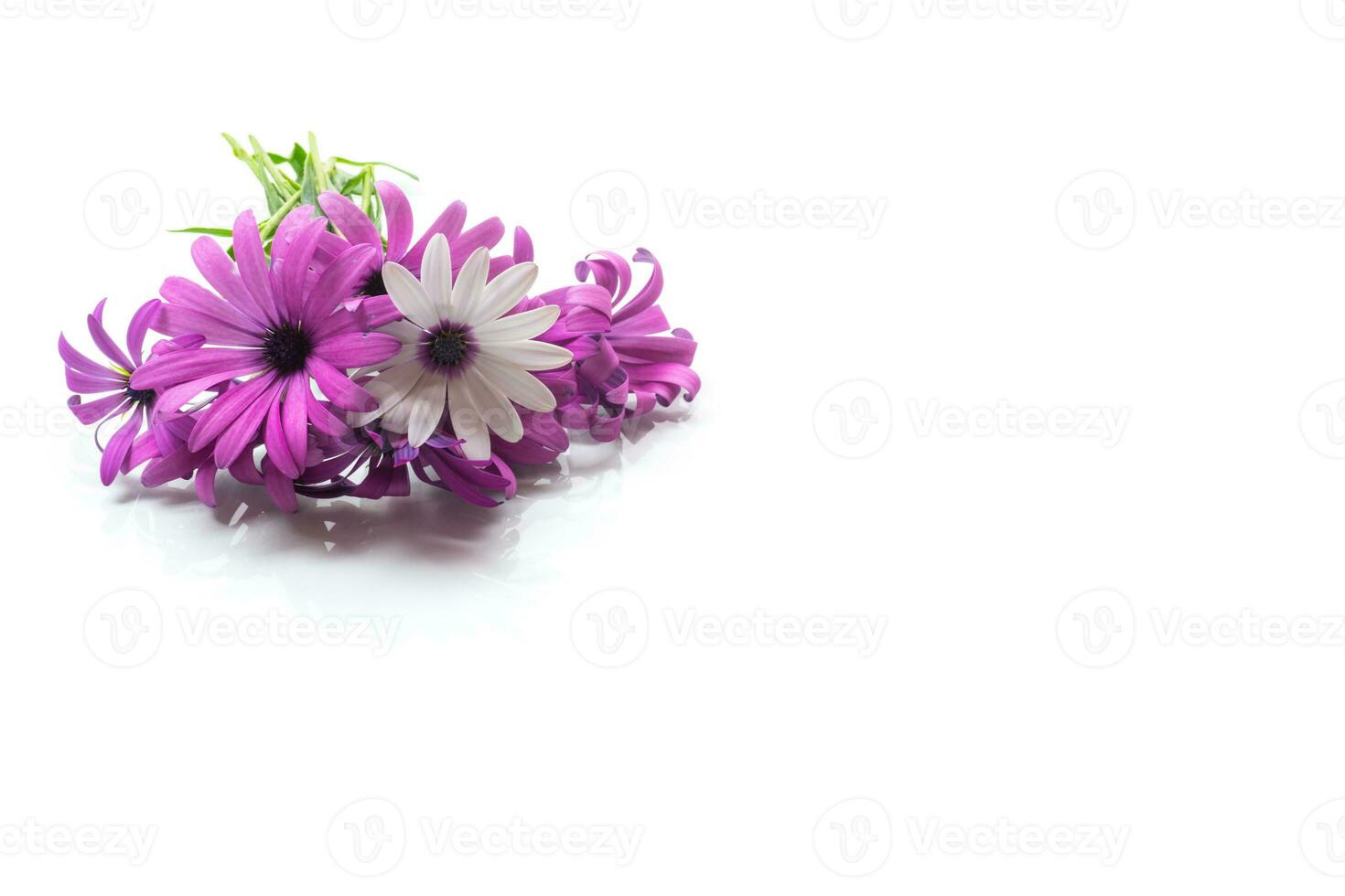 Beautiful white and purple Osteospermum flowers on white background photo