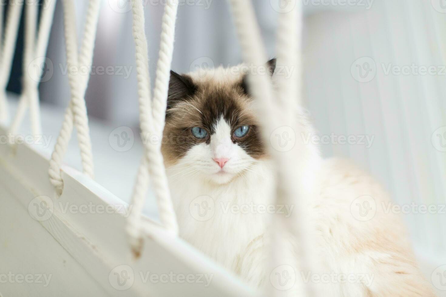 Beautiful young white purebred Ragdoll cat with blue eyes. photo