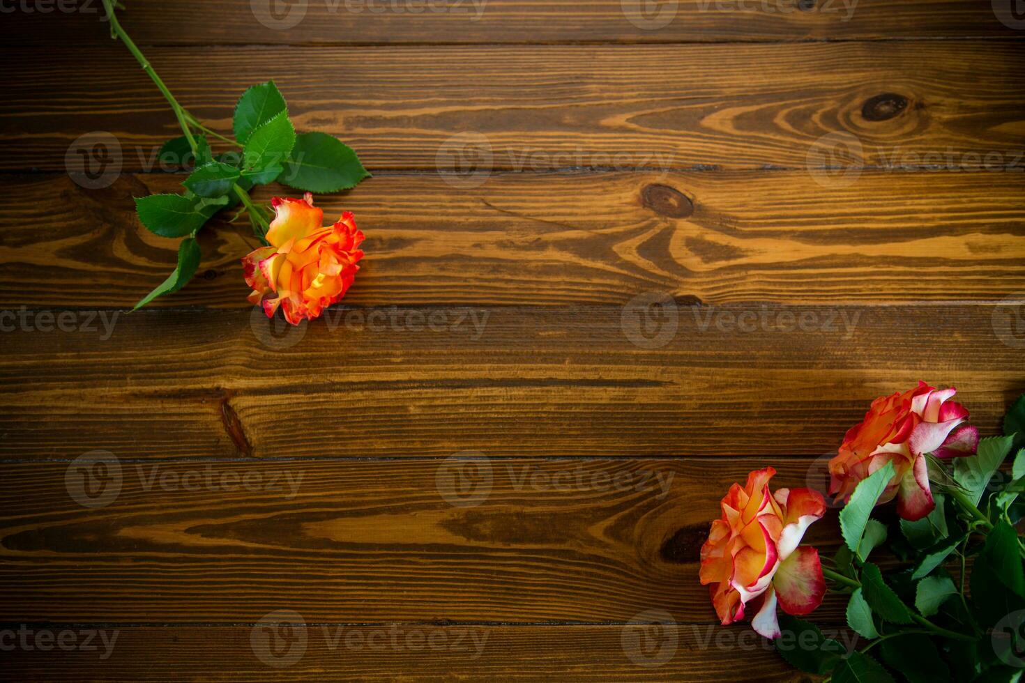 red beautiful blooming rose on a wooden table photo