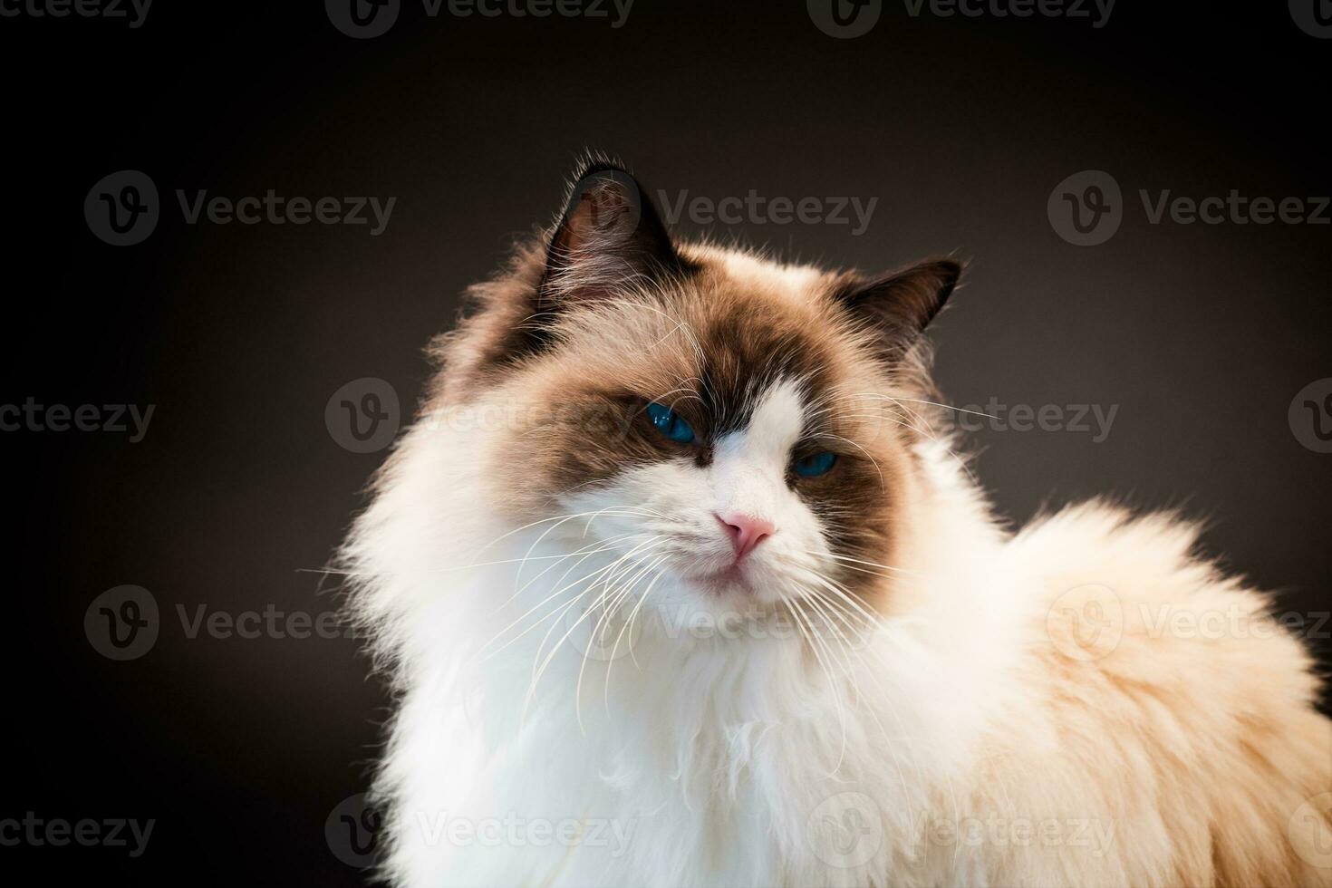 Beautiful young healthy Ragdoll cat on a black background. photo