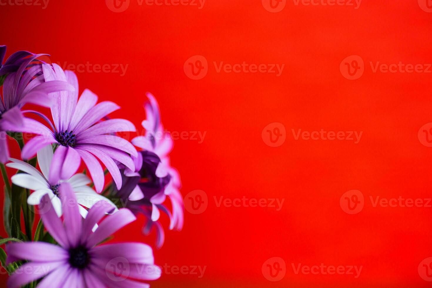 Beautiful white and purple Osteospermum flowers on red background photo