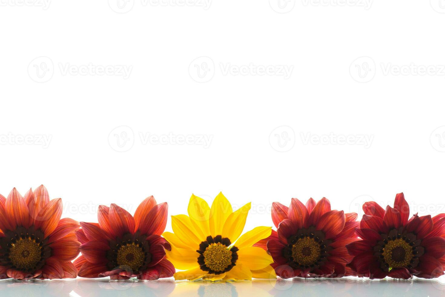 Beautiful red and yellow Gazania flowers on white background. photo