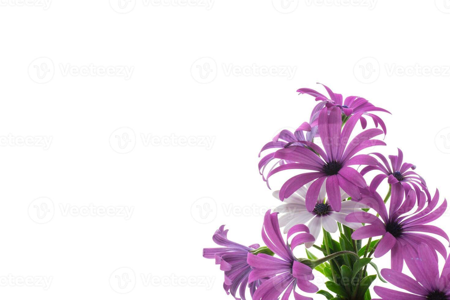 hermosa blanco y púrpura osteospermum flores en blanco antecedentes foto