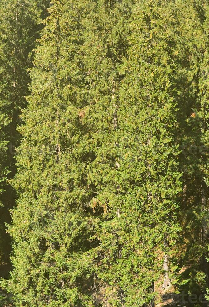 Texture of a mountain forest with many green trees. View from high photo