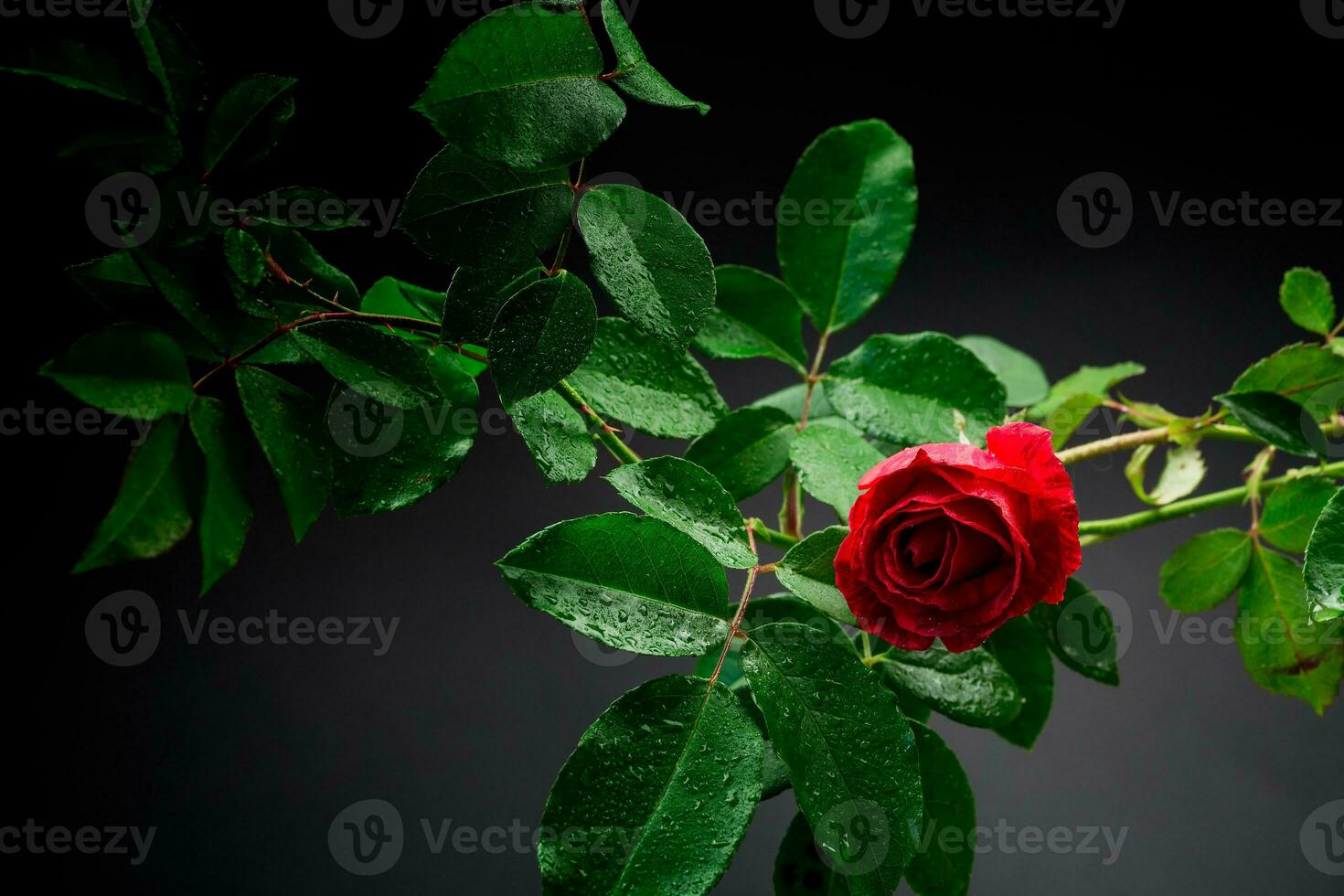 Red rose on a branch with foliage on a black background. photo