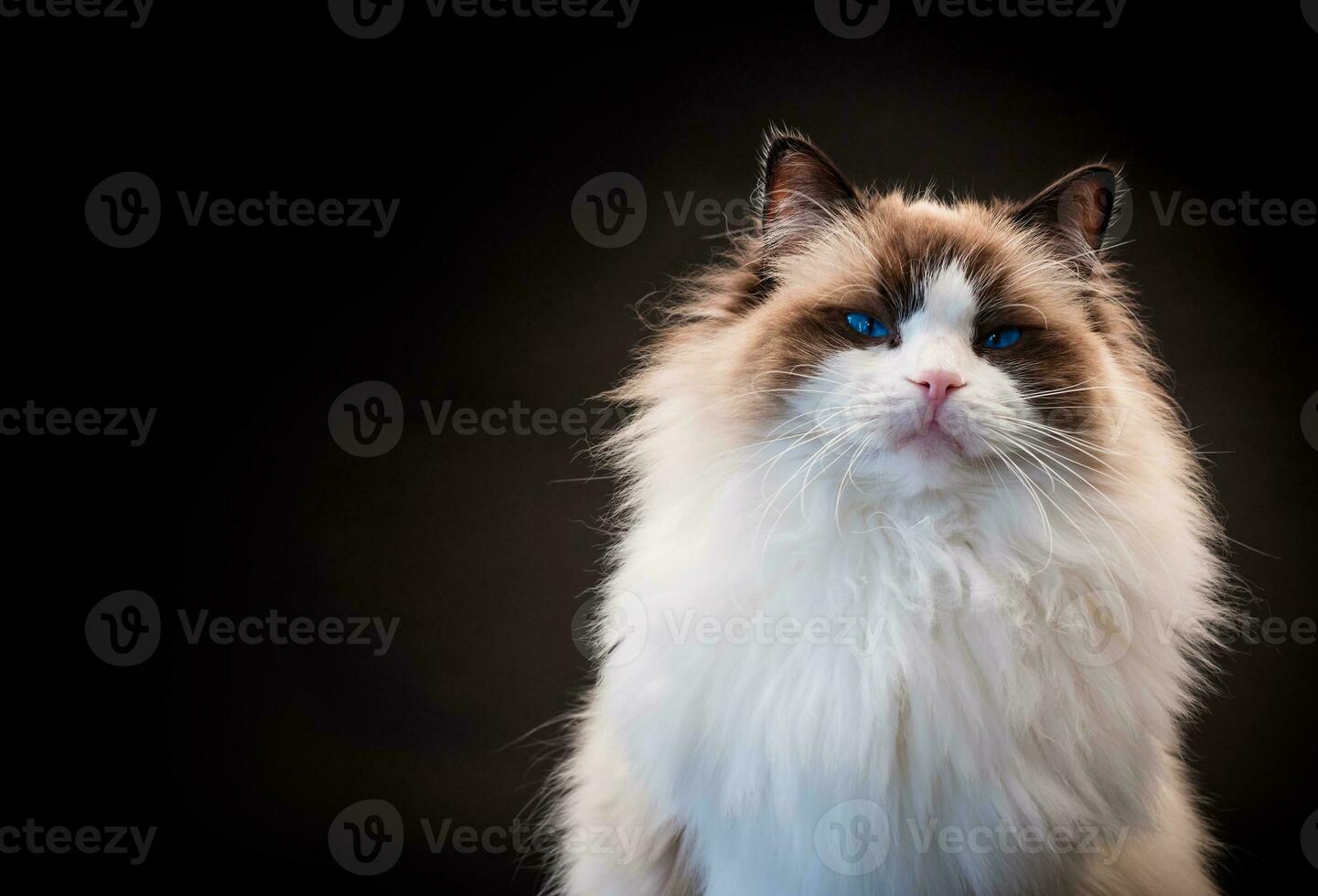 Beautiful young healthy Ragdoll cat on a black background. photo