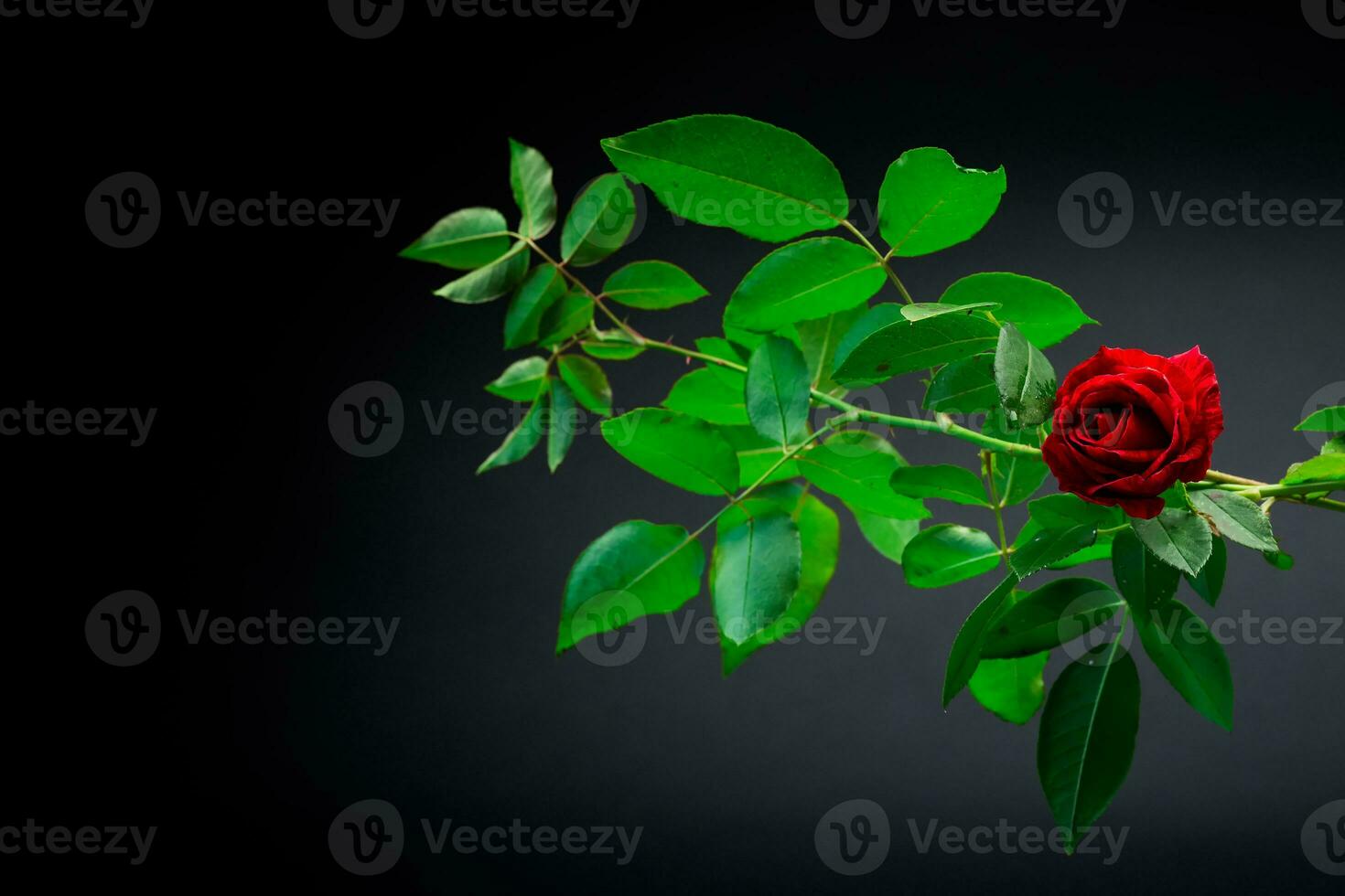 rojo Rosa en un rama con follaje en un negro antecedentes. foto
