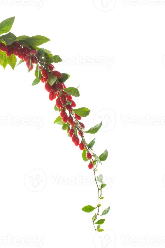 rama con maduro rojo goji baya en blanco antecedentes foto