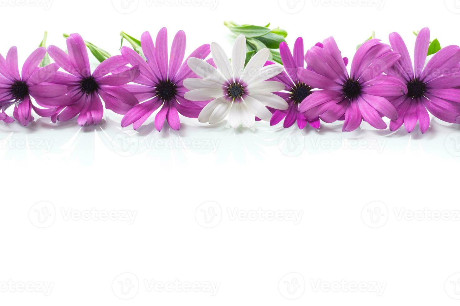 Beautiful white and purple Osteospermum flowers on white background photo