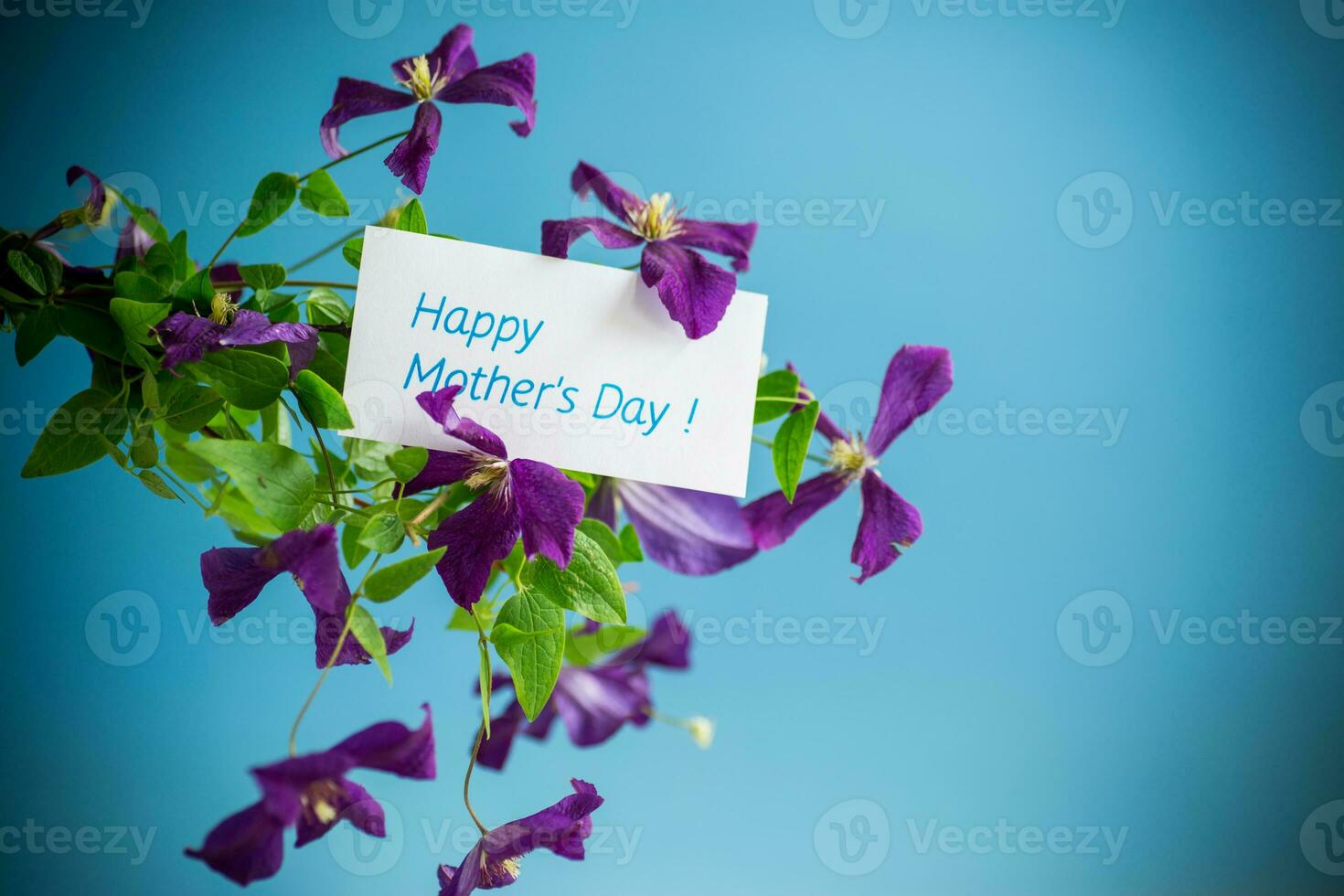 beautiful blooming clematis on a blue background photo