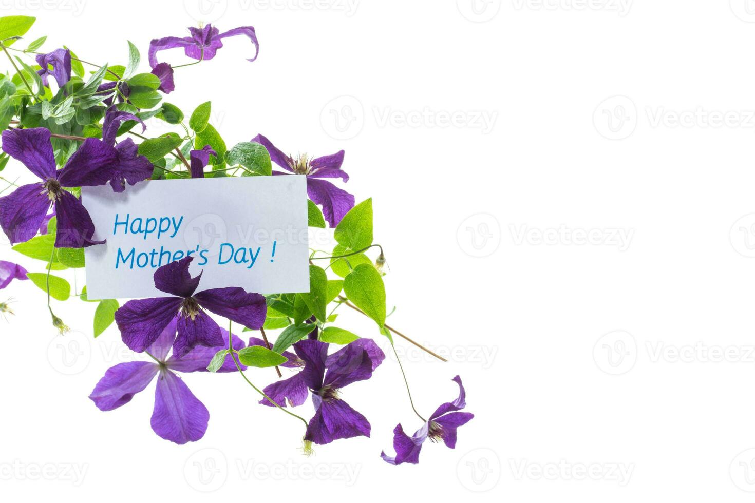 beautiful blooming clematis on a white background photo