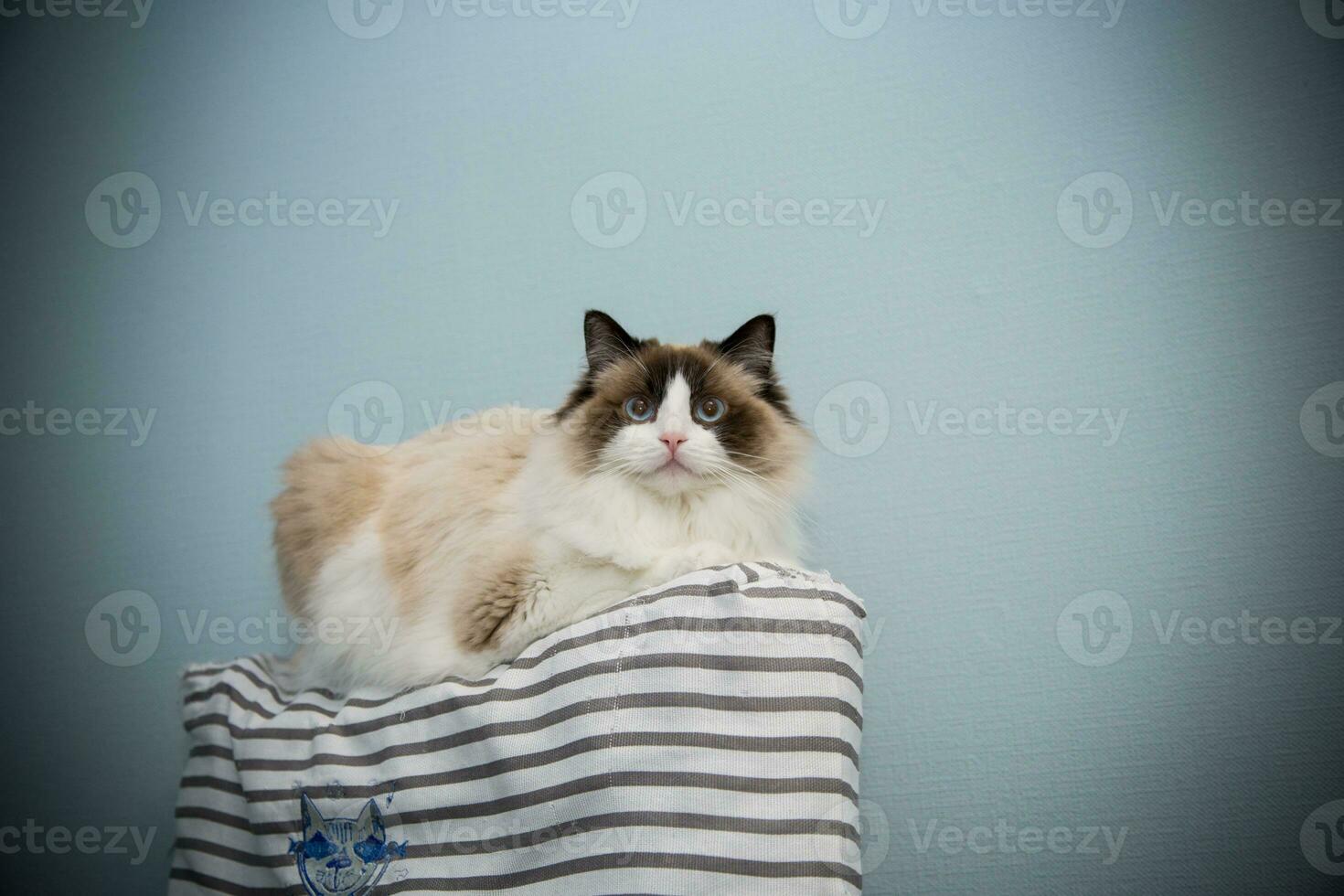 Young beautiful purebred Ragdoll cat at home photo