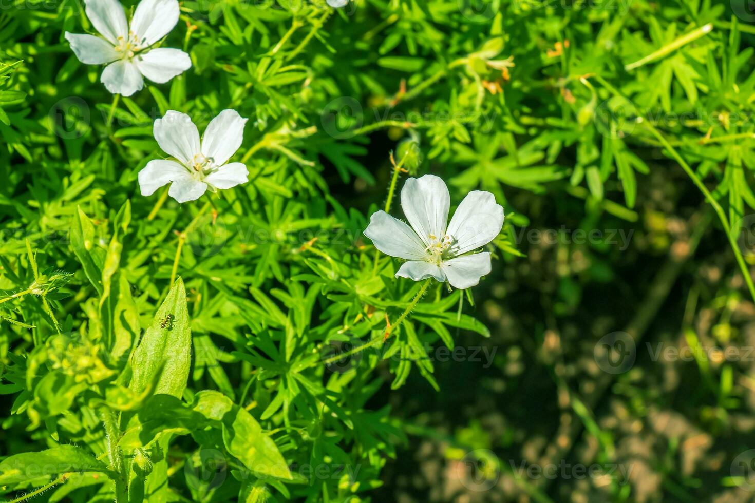 Geranium sanguineum Album a summer flowering plant with a white summertime flower which open from June to September which is commonly known as cranesbill. photo