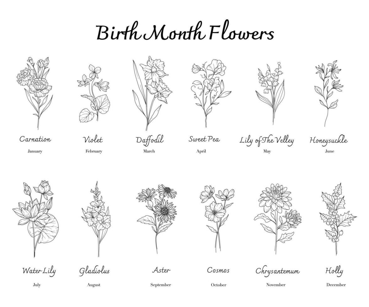 Birth Month Flowers set line art. Outline birth month flowers isolated on white. Hand painted line art botanical illustration. vector