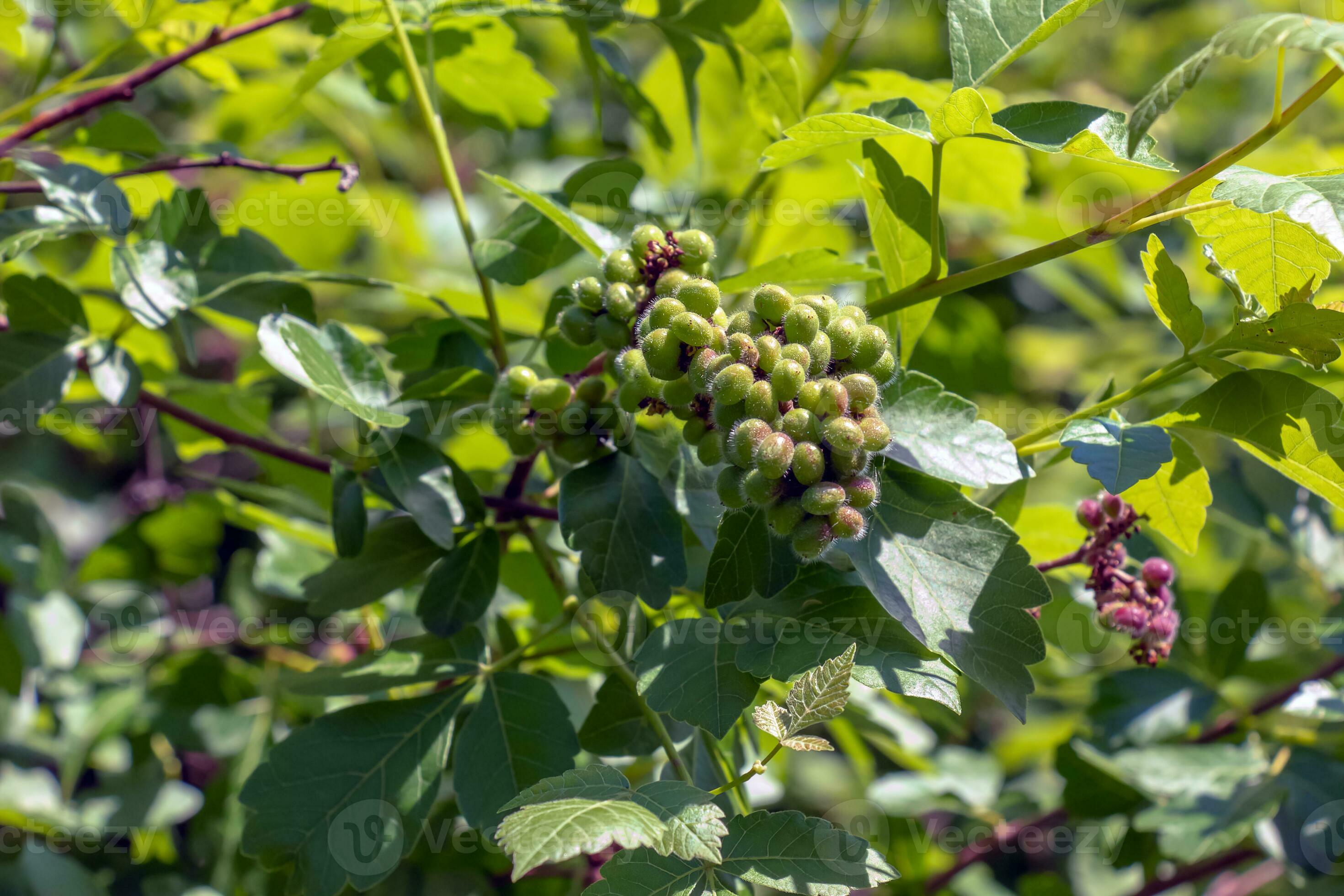 Closeup of fragrant sumac in spring. Latin name Rhus Aromatica. Sumac